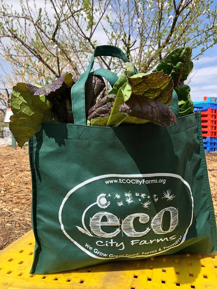 Fresh vegetables produced by ECO City Farms.
